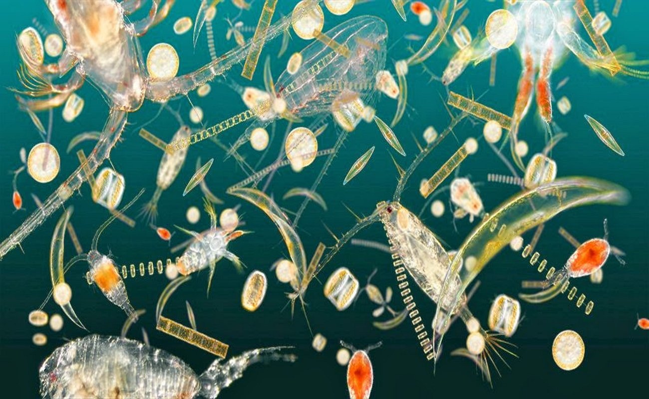 Планктон водоросли. Планктонные водоросли фитопланктон. Зоопланктон и фитопланктон. Зоопланктоны ракообразные. Фитопланктон зоопланктон Бентус.