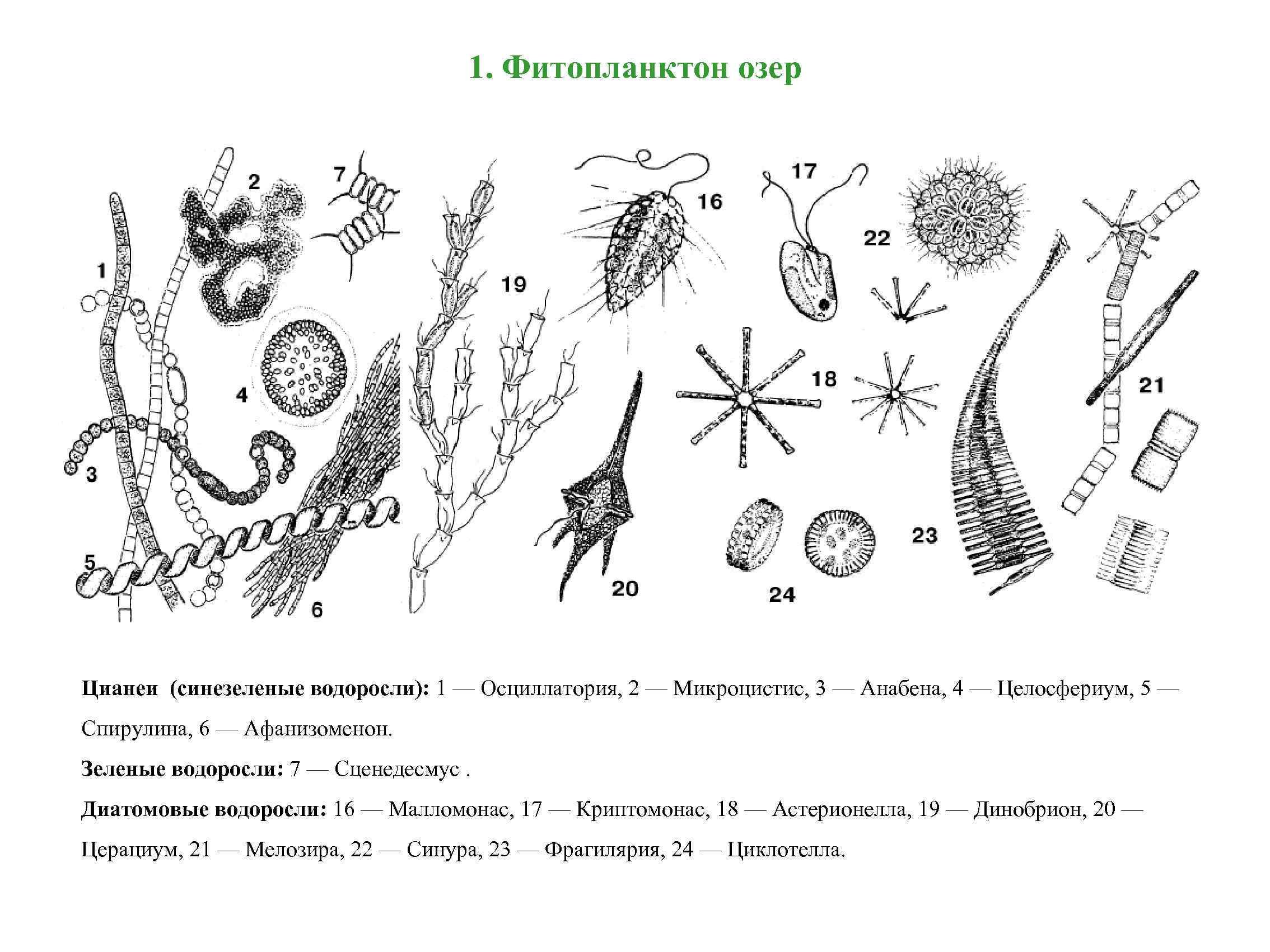Фитопланктон дать определение. Синезеленые водоросли фитопланктон. Представитель фитопланктона водоросль. Зоопланктон и фитопланктон. Диатомовые водоросли водоросли фитопланктона.