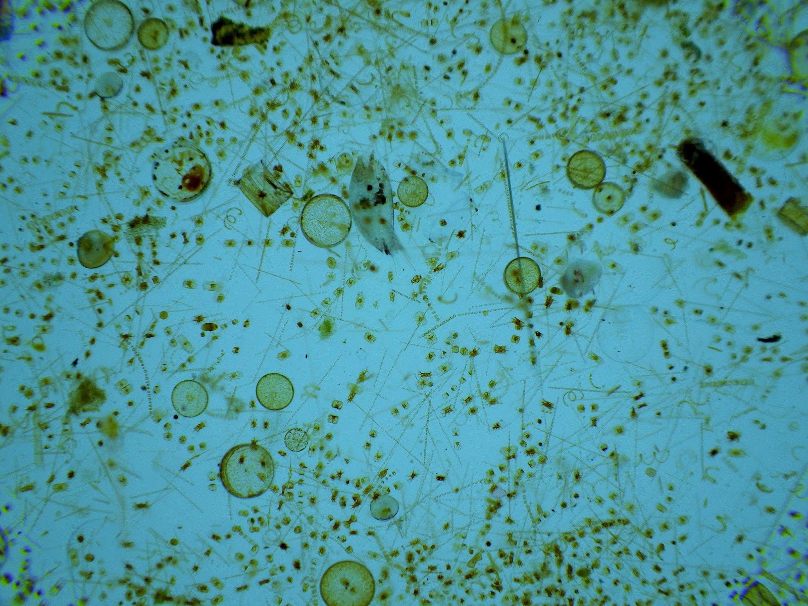 Фитопланктон водоросли
