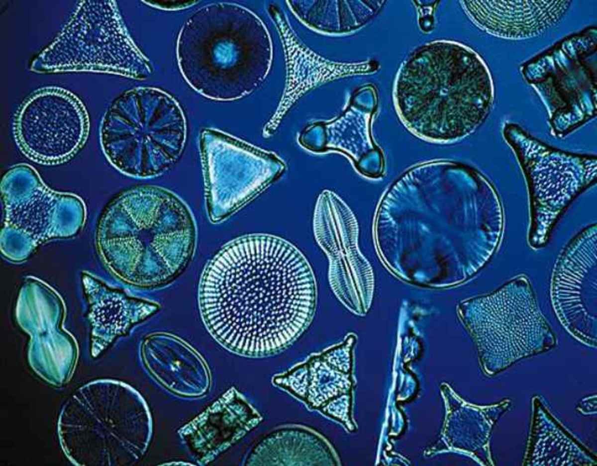 Фитопланктон уровень. Фитопланктон диатомовые водоросли. Диатомовые водоросли микроскоп. Морские диатомовые водоросли. Диатомея водоросль.