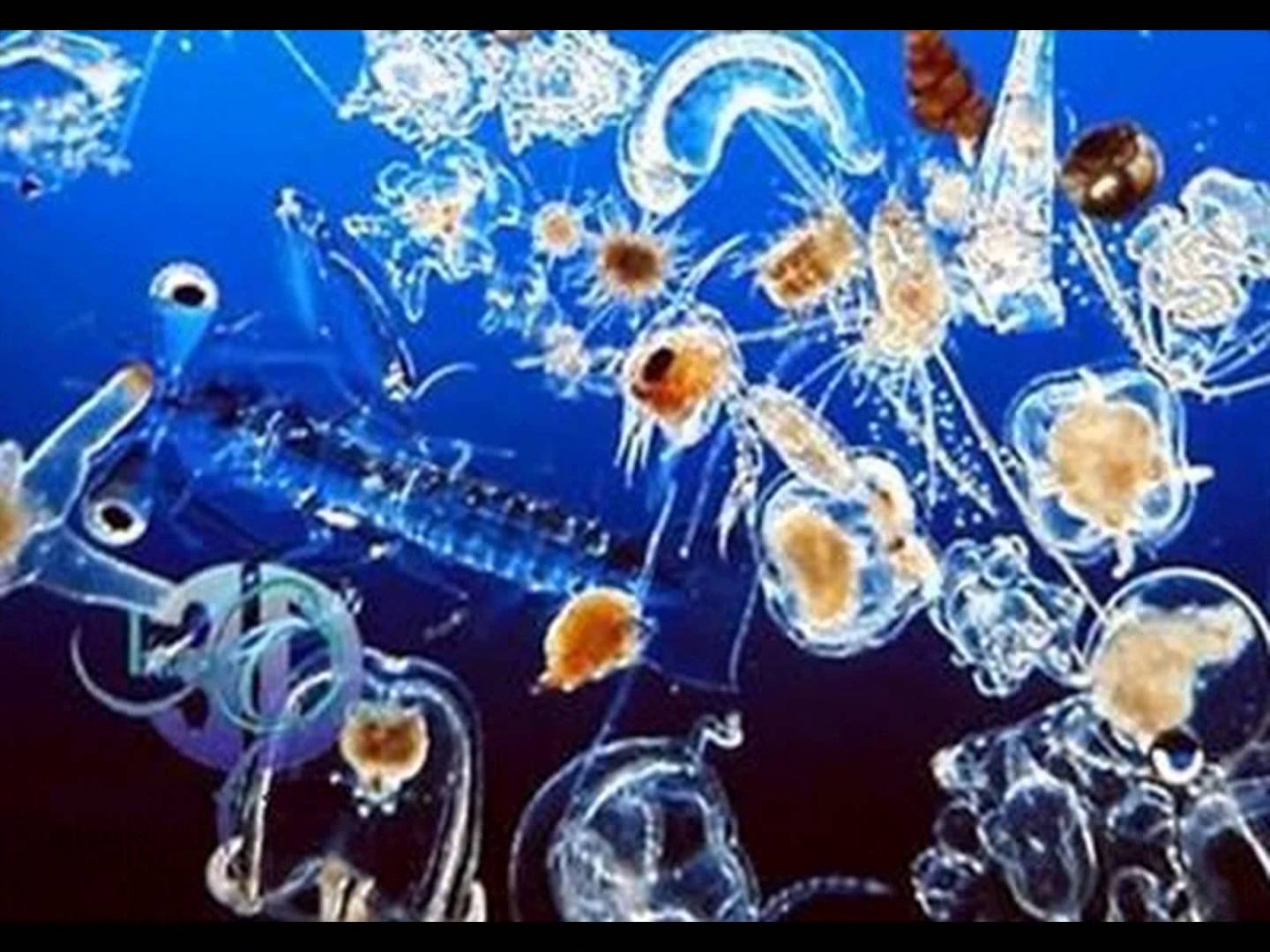 Фитопланктон зоопланктон пищевая. Зоопланктоны ракообразные. Планктон зоопланктон. Зоопланктон Северного Ледовитого океана. Планктон фитопланктон и зоопланктон.