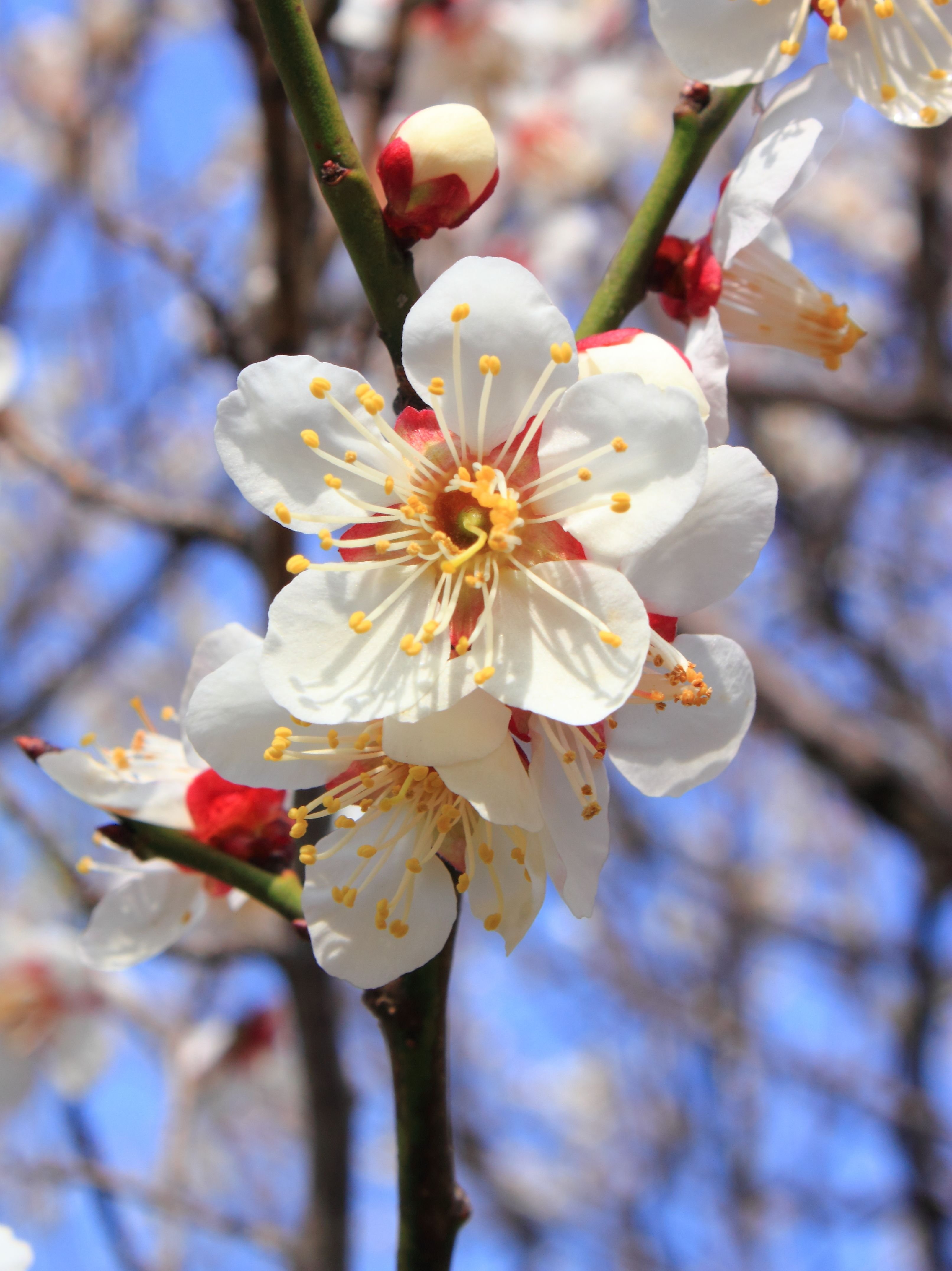 Plum blossom. Японская слива Умэ. Цветы Умэ японская слива. Умэ дерево. Слива Умэ плоды.