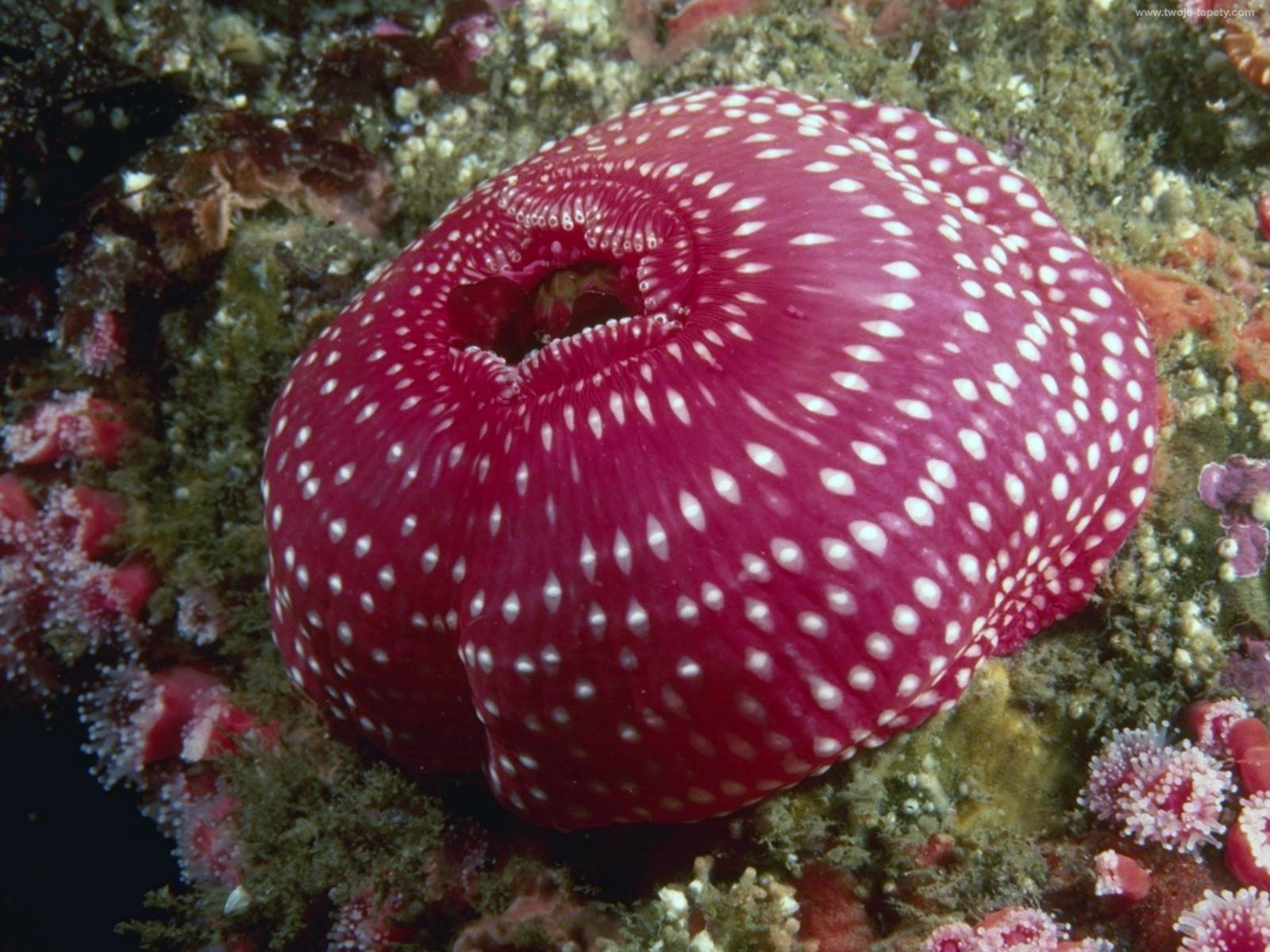 Коралловые обитатели. Кораллы актинии. Кораллы-актинии в Красном море. Рог анемона коралл.