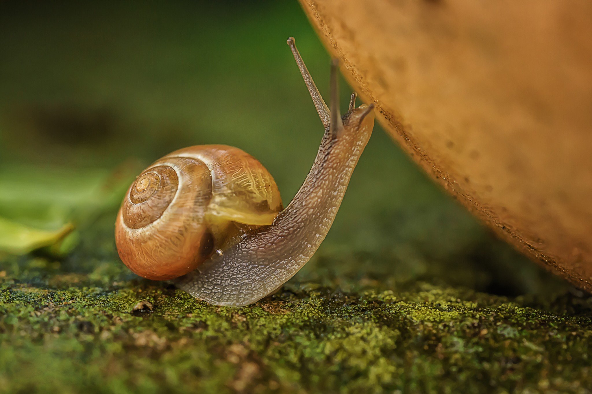 Snail. Брюхоногие моллюски слизни. Улитка биомфолария. Улитка Джереми. Улитка Тетис.