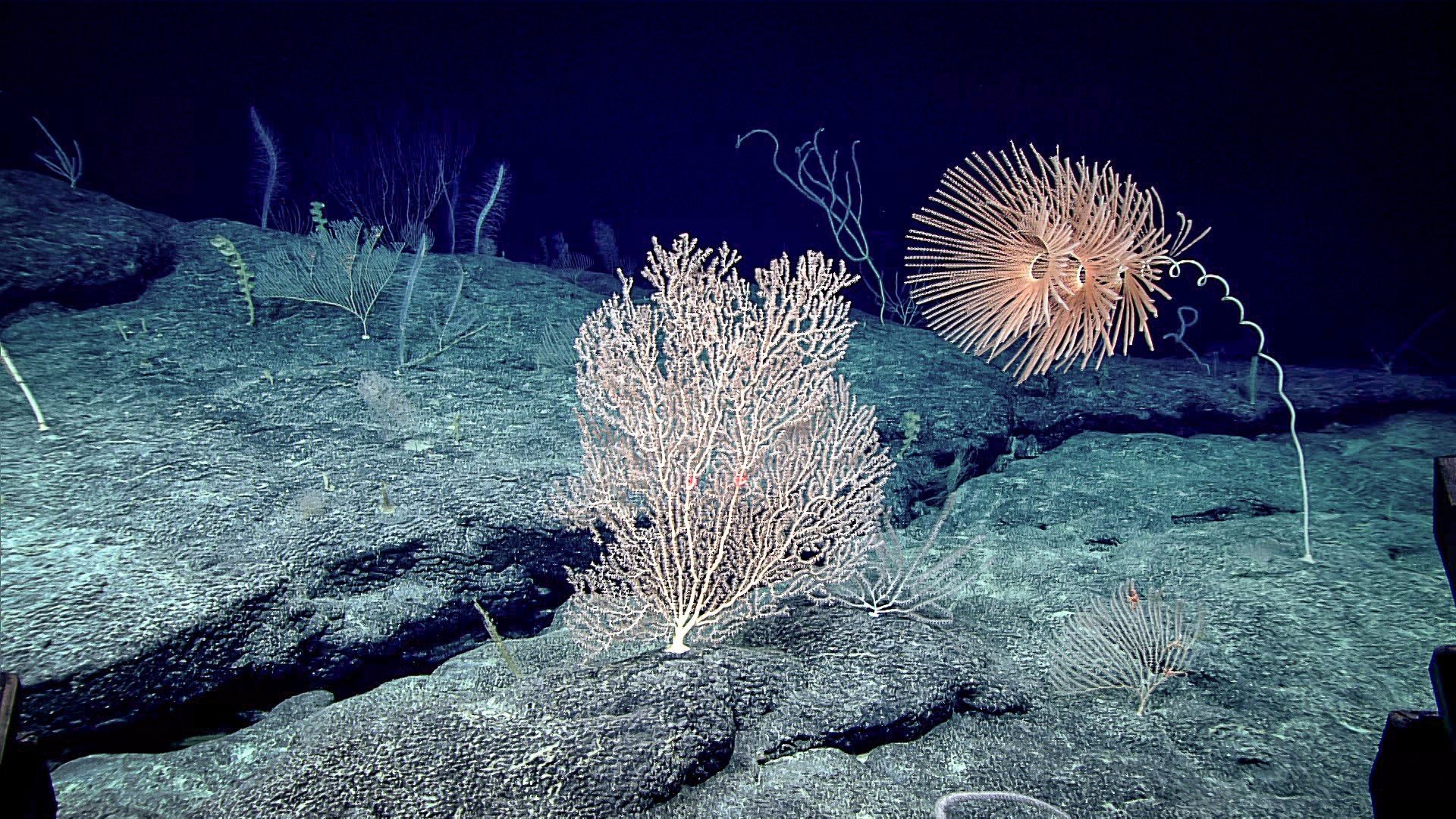 Для жизни на больших глубинах. Коралловый удильщик. Глубоководные рифтовые зоны океана. Глубоководные склерактиниевые кораллы. Глубоководные рифы.