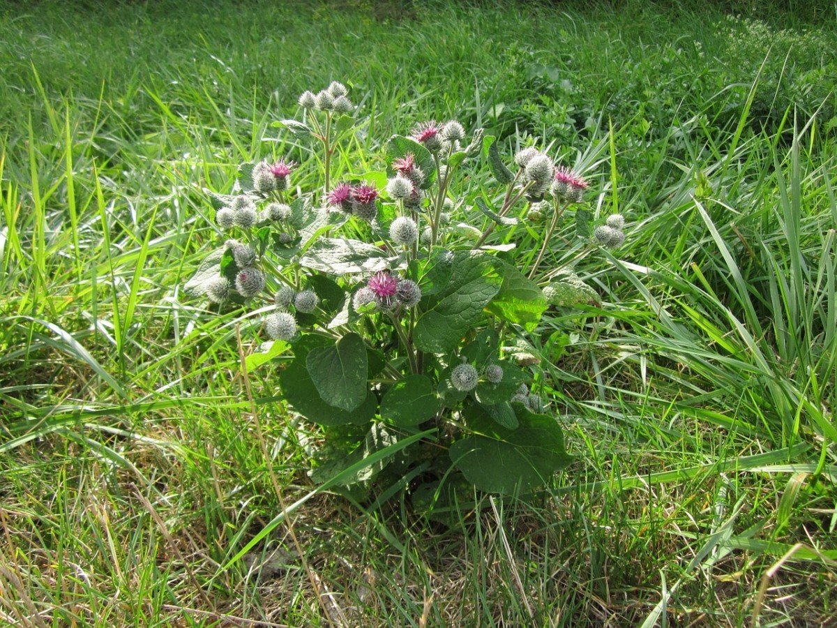 Лопух паутинистый Arctium tomentosum