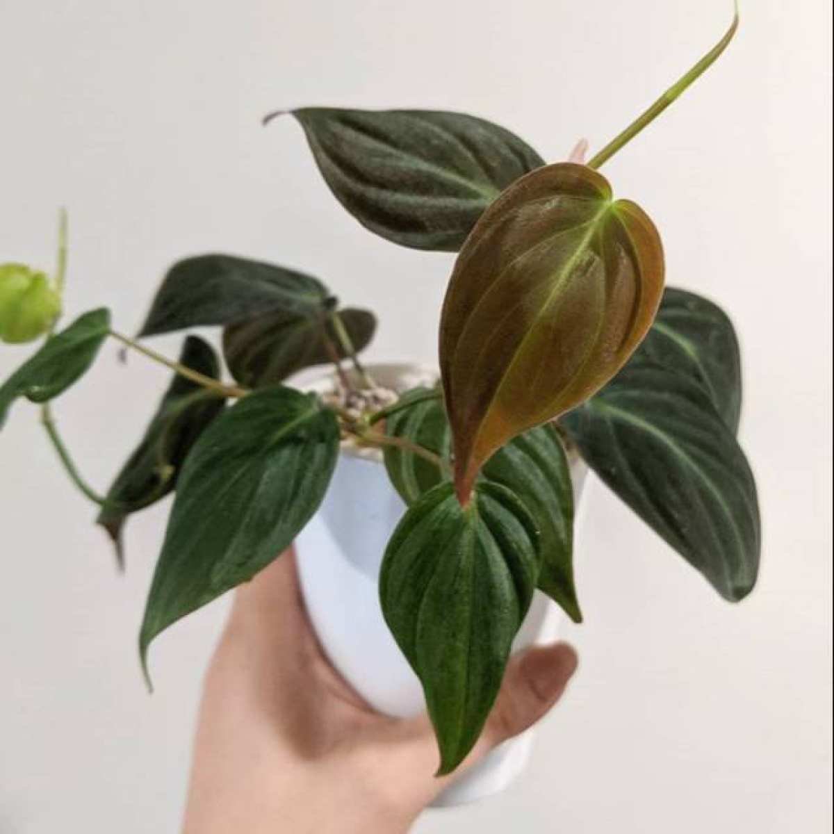 Philodendron Micans