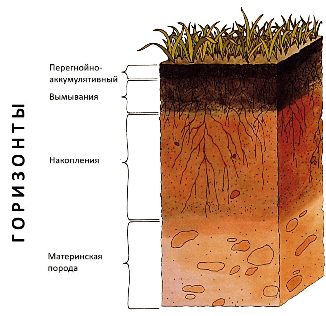 Материнская порода гумусовый вымывания вмывания. Строение почвы почвенные горизонты. Схематический почвенный профиль. Строение почвы подвесные горезонты. Почва в разрезе.