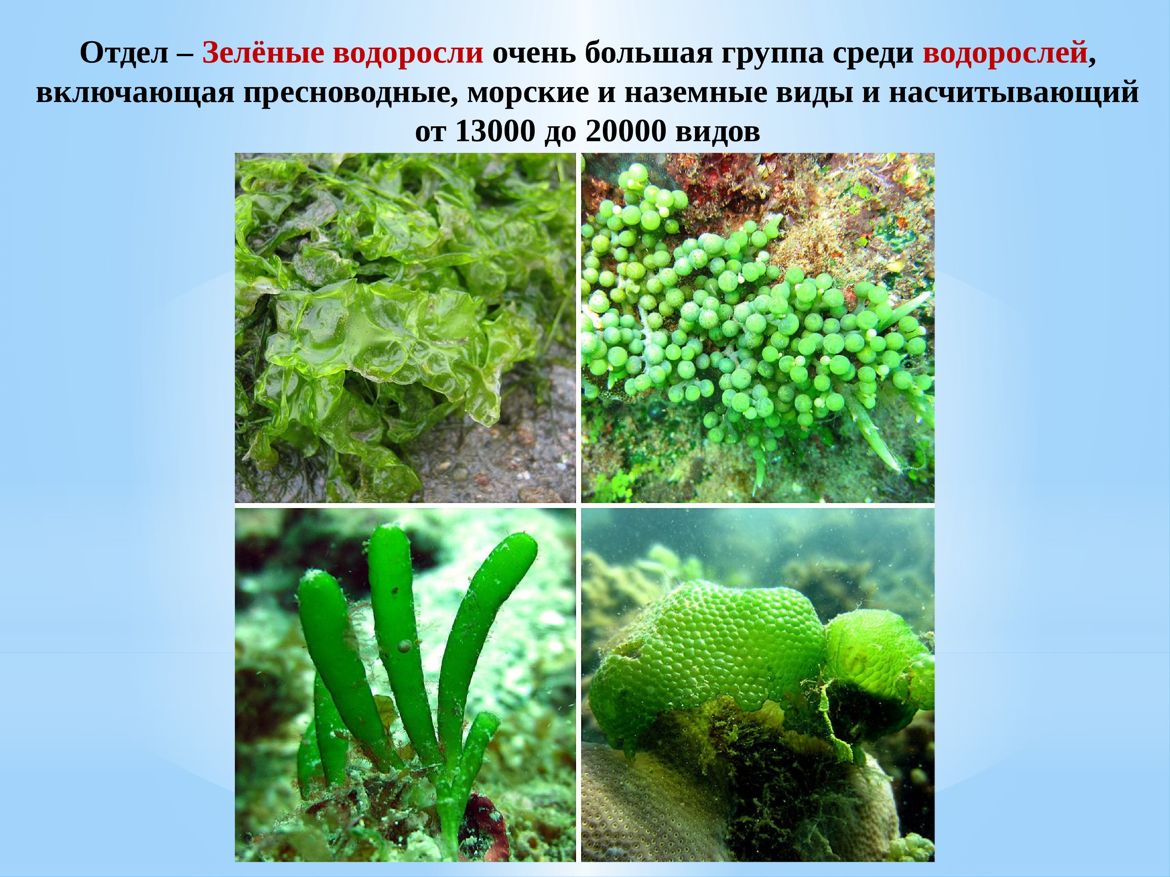 Группы водорослей примеры. Многоклеточные пластинчатые водоросли. Отряд зеленые водоросли. Зелёные водоросли представители. Представили зеленых водорослей.