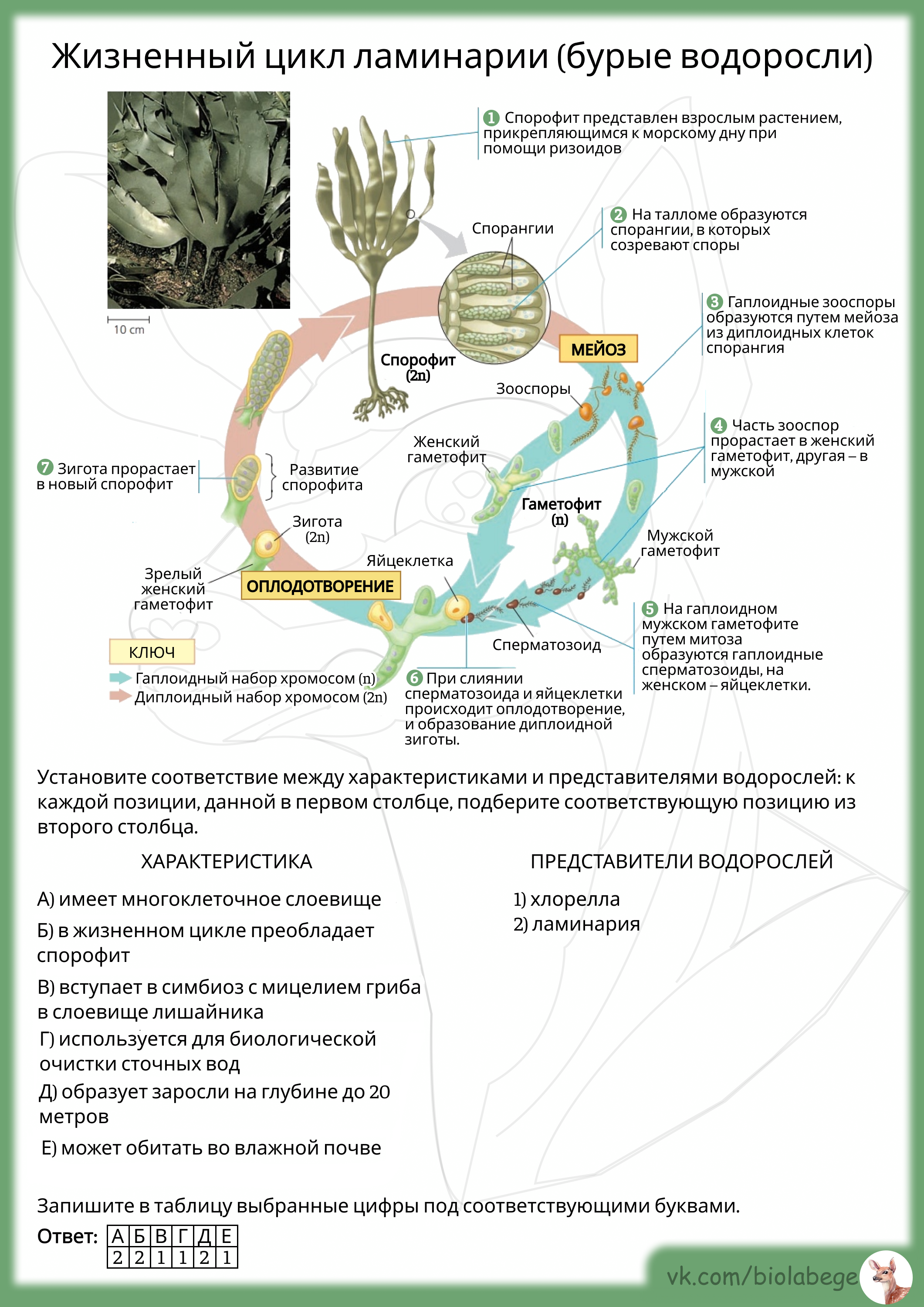 Жизненный цикл ламинарии ЕГЭ биология. Жизненный цикл водорослей ЕГЭ биология. Бурая водоросль ламинария цикл развития. Жизненный цикл бурых водорослей.