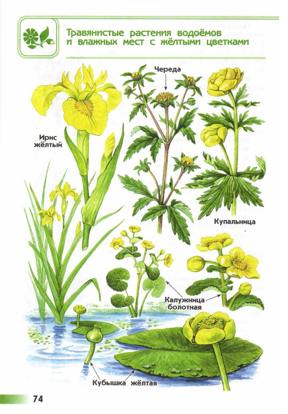 Название растений пресного водоема. Атлас определитель растений подмаренник. Купальница атлас определитель. Атлас определитель от земли до неба растения пресного водоема. Атлас определитель растения купальница.