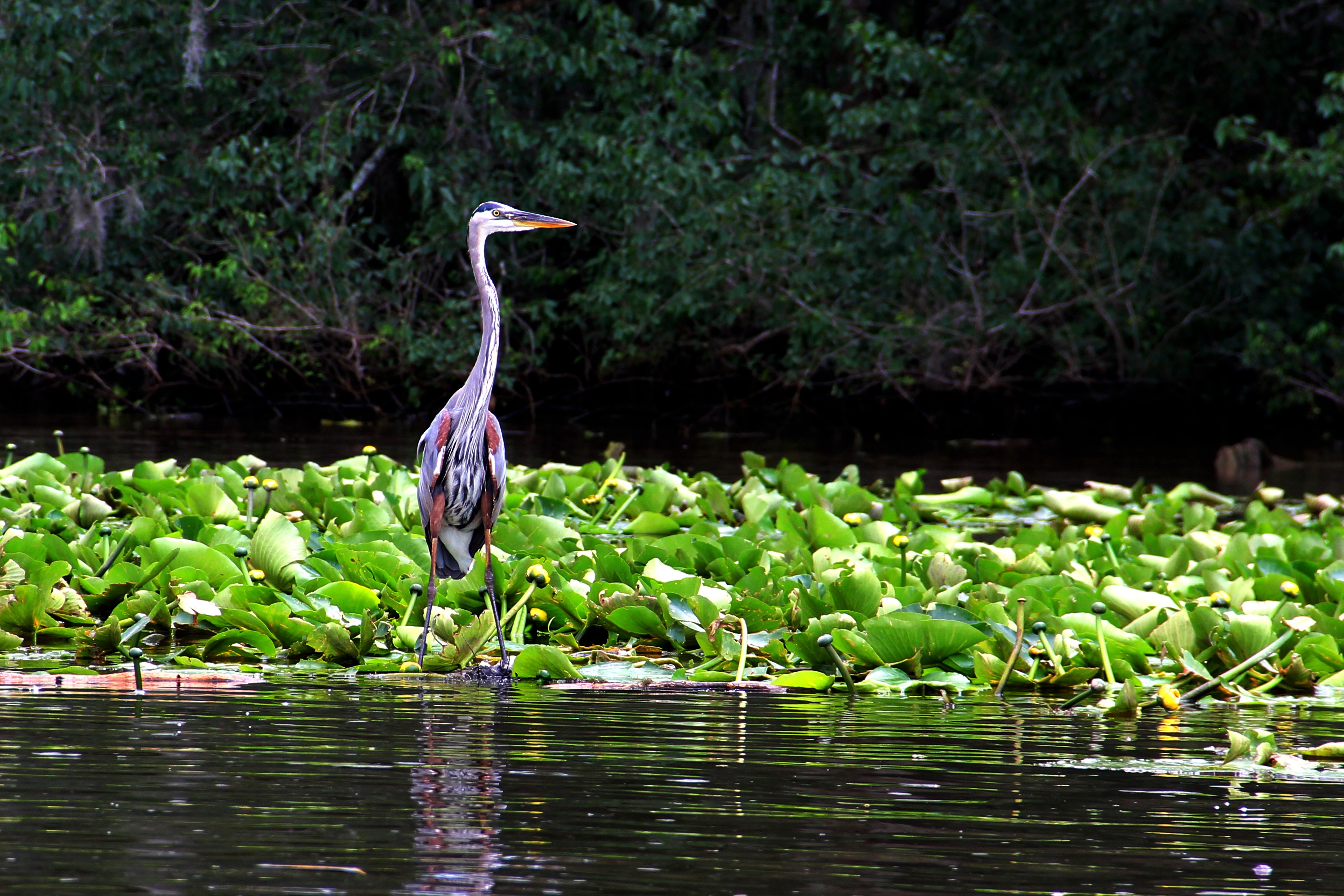 Звери водоемов. Louisiana Heron - Луизианская цапля. Цапля Пантанал. Каддо озеро Аллигатор. Луизиана фауна.