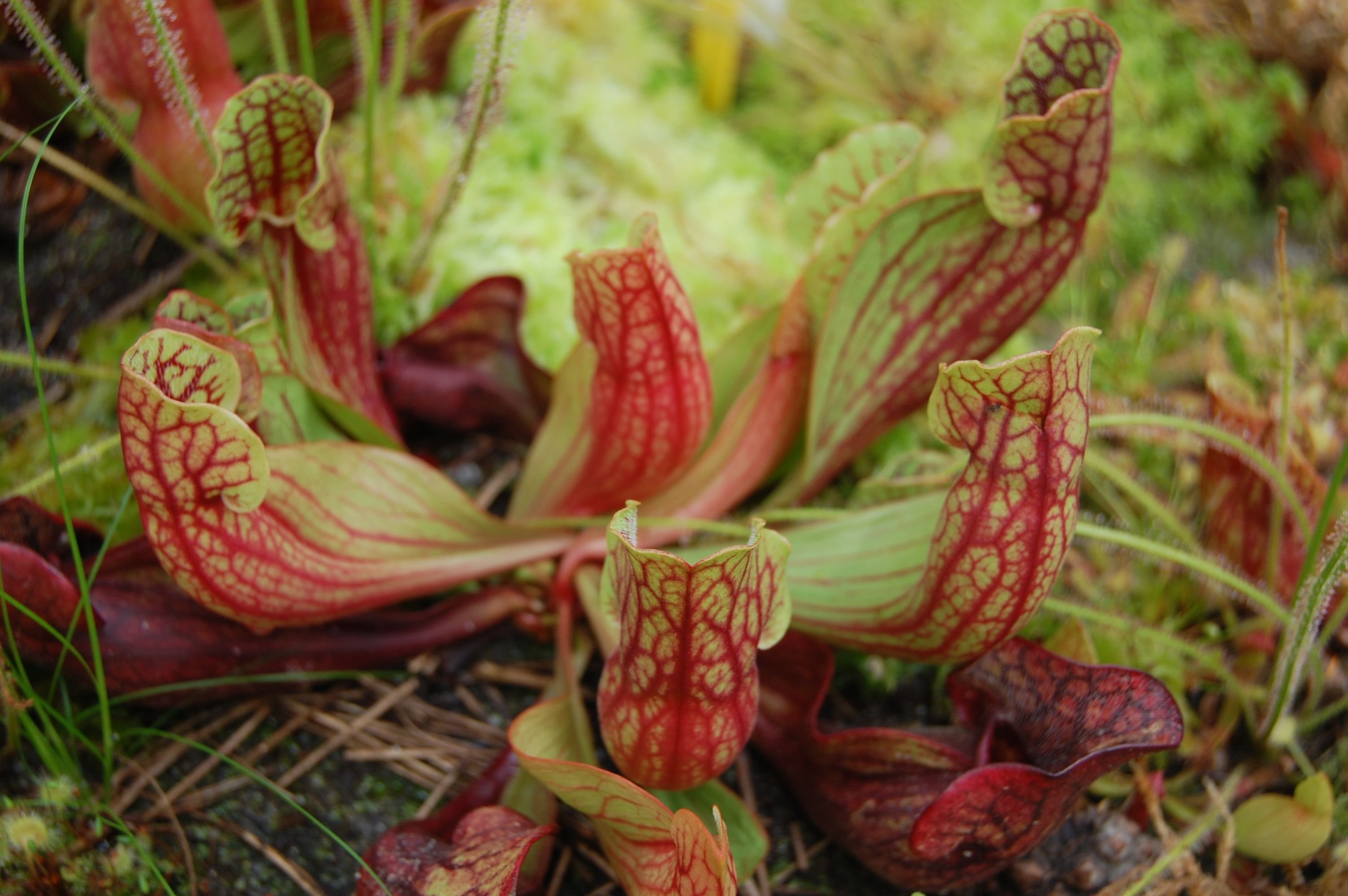 Plant luvrr. Саррацения. Саррацения Хищные растения. Саррацения риглиана. Саррацения Флава гигантея.