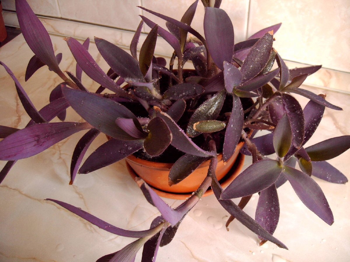 Комнатные растения с фиолетовыми листьями (59 фото) - красивые картинки и HD фото