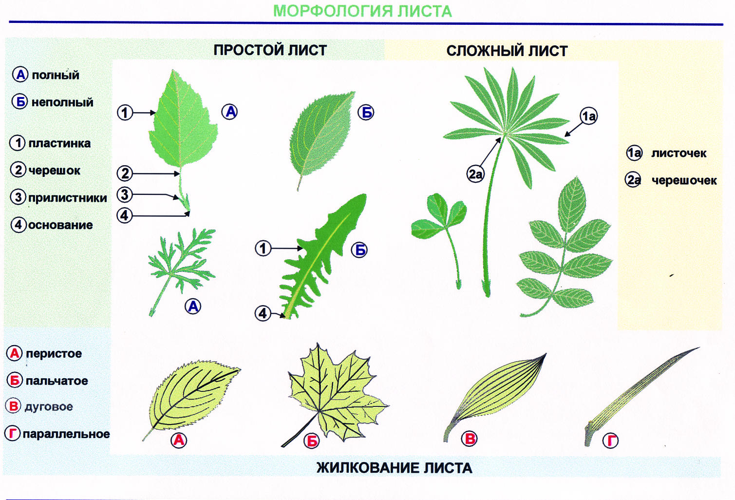 Виды строения растений. Жилкование листа акации. Тройчатосложный черешковый лист. Типы жилкования морфология листа. Жилкование астровых.