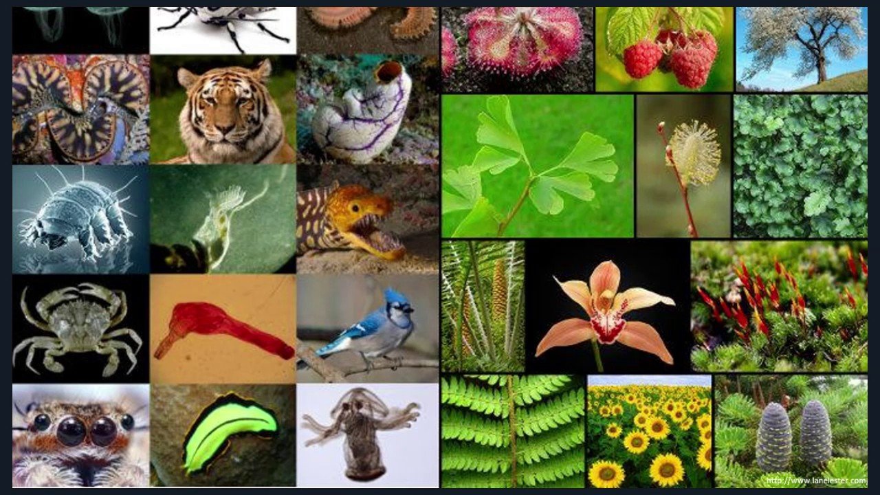 Вид живого. Растения и животные. Живые существа. Многообразие жизни на земле. Многообразие животных и растений.