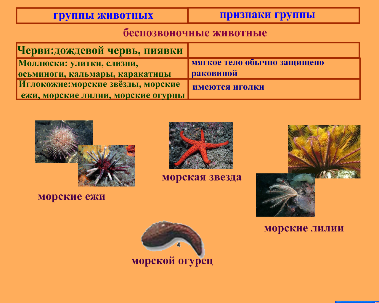 Примеры группы червей. Беспозвоночные. Классы беспозвоночных животных. Разнообразие беспозвоночных. Признаки беспозвоночных животных.