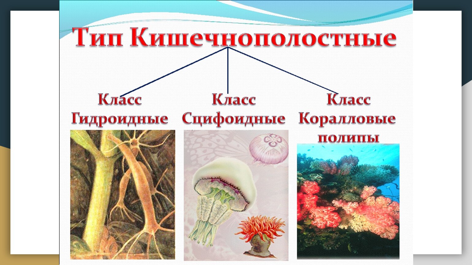 Презентация вид 7 класс. Кишечнополостные 7 класс биология. Представители кишечнополостных 7 класс биология. Многообразие кишечнополостных 7 класс биология. Тип Кишечнополостные 7 класс биология.