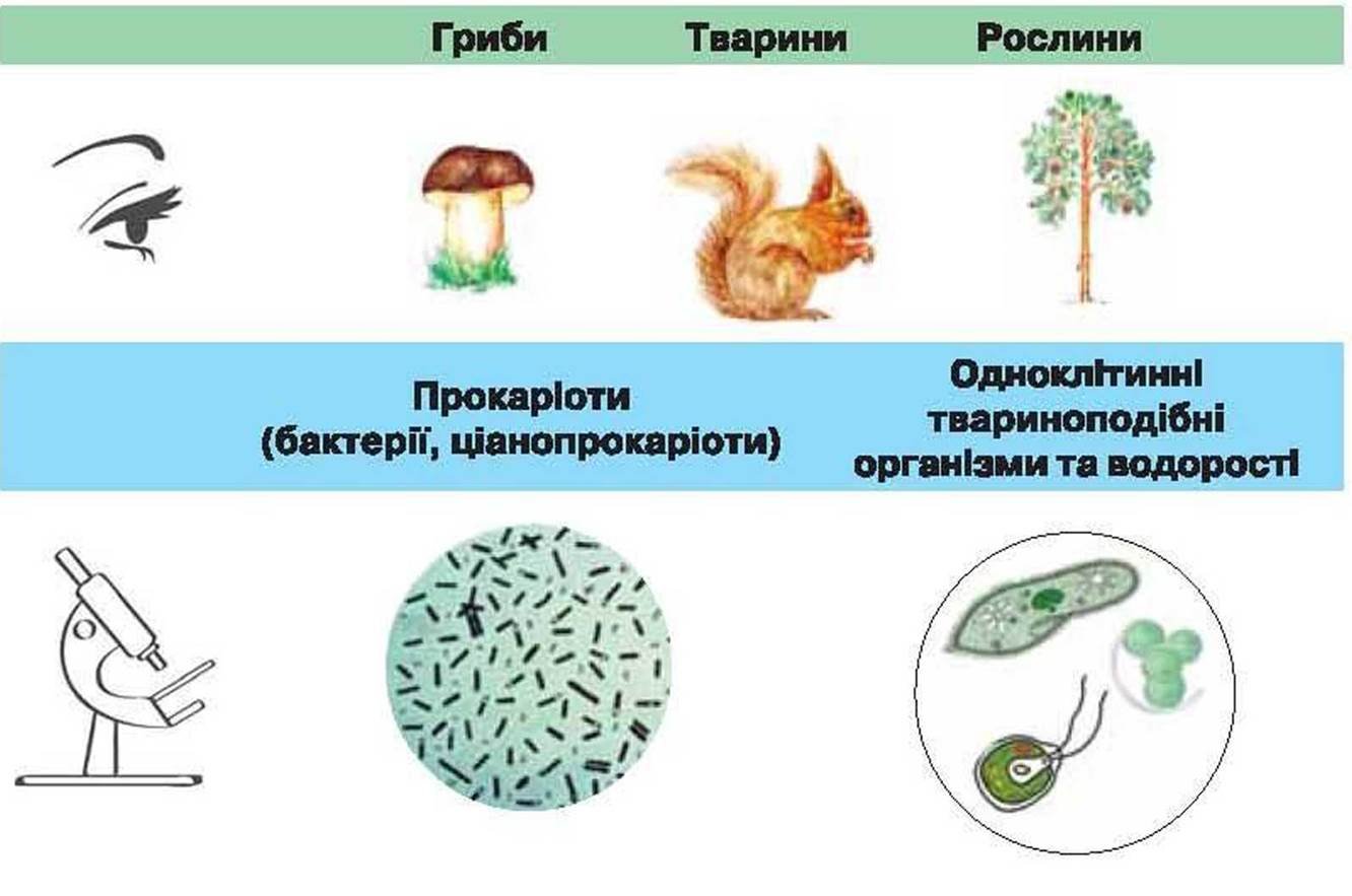 Бактерии многоклеточные организмы. Одноклітинні твариноподібні організми. Багатоклітинні водорості. Царства живых существ. Укажите на рисунке 4 бактерии и одноклеточные эукариоты.