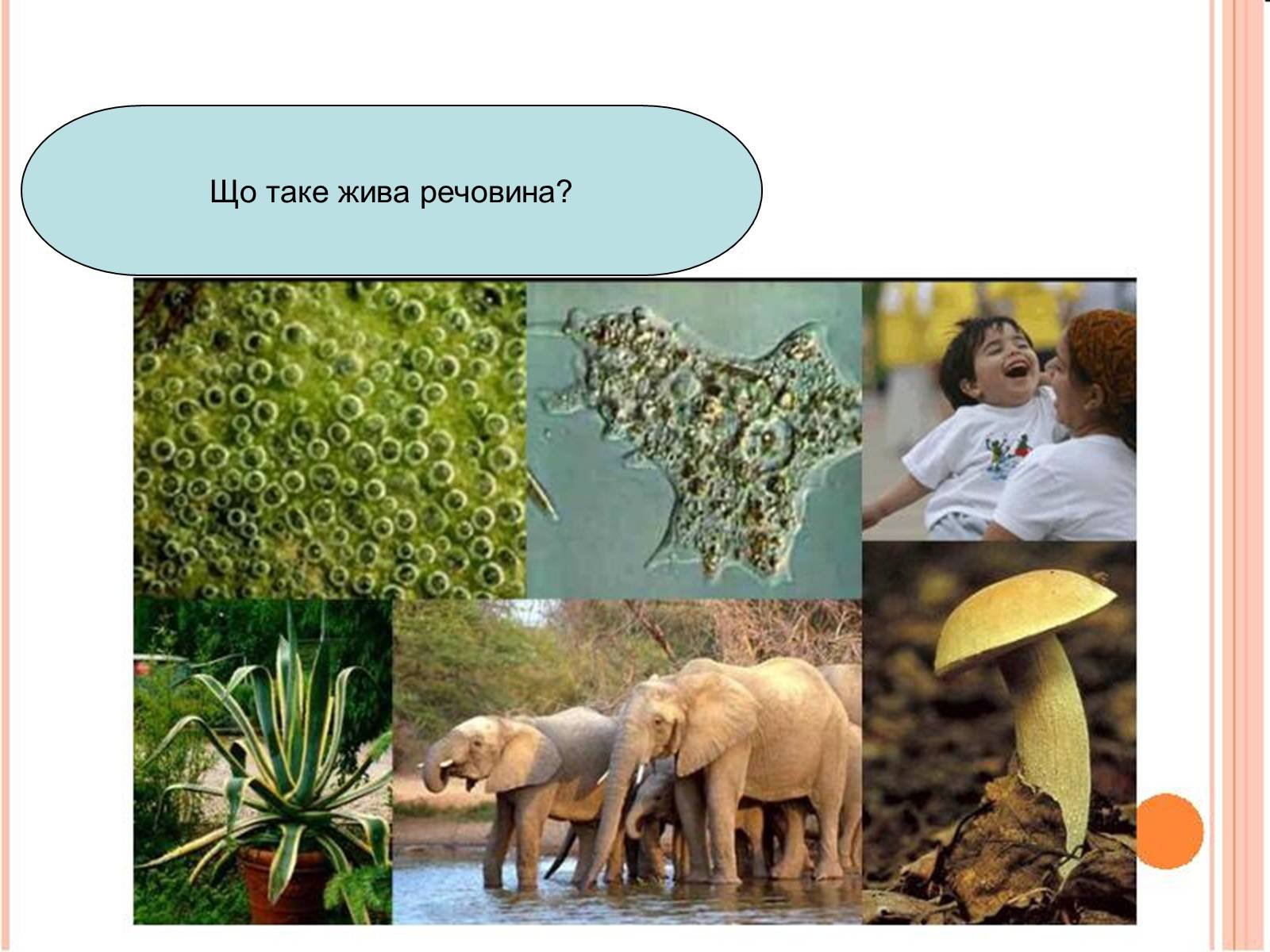 Условия для жизни на планете. Живые организмы. Роль живых организмов в биосфере. Живое вещество. Растения и животные.