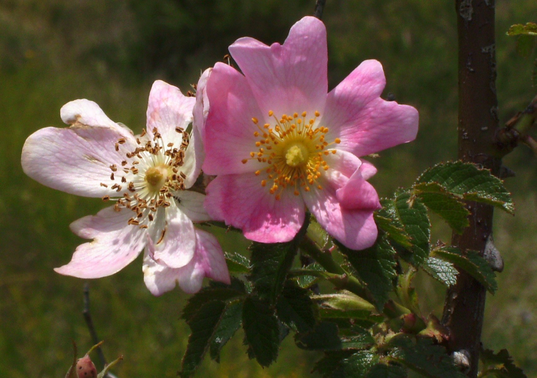 Семейство розовые представители. Rosaceae Розоцветные. Rosaceae семейство. Rosaceae растения. Представитель семейства Rosaceae.