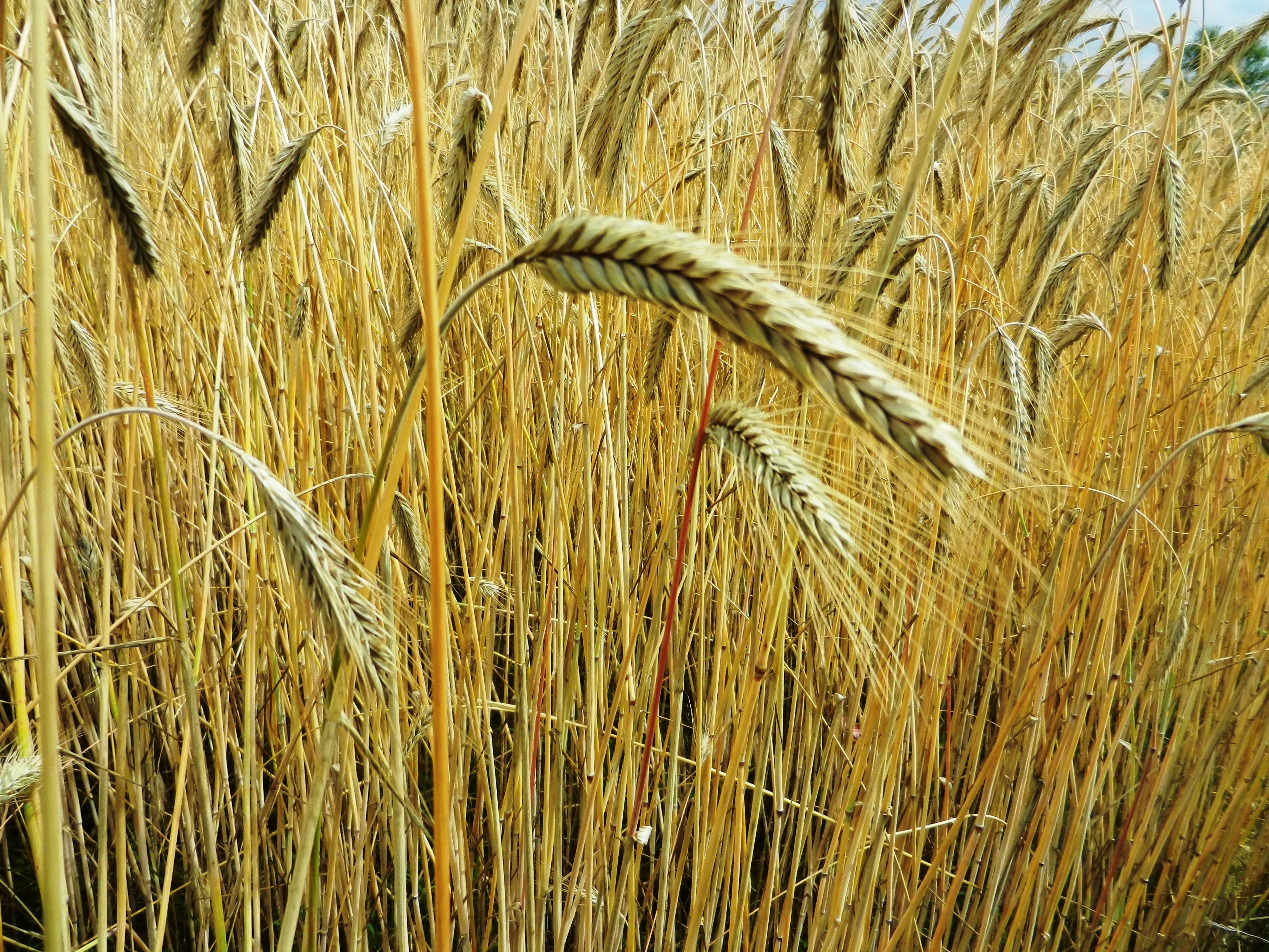 Злаковые растения рожь. Ячмень пшеница рожь культура зерновая. Злаковые растения ячмень. Растения поля: зерновые культуры( рожь, пшеница, ячмень, кукуруза). Колос пшеницы ячменя и ржи.