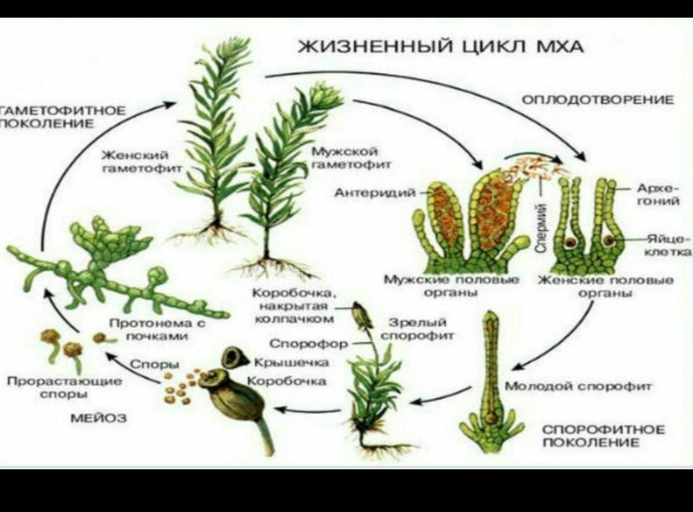 Сходство строения мха и строения водорослей. Жизненные циклы растений мхи. Цикл развития споровых растений. Отдел мохообразные таблица. Моховидные растения схема.