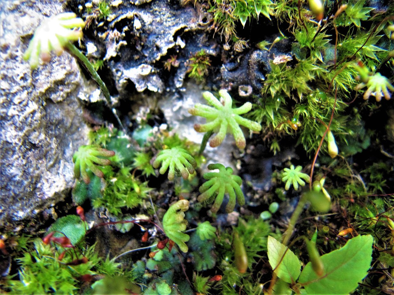 Мхи растения представители. Папоротниковый мох. Мох Катаринея. Мох Барбула. Мегацерос мох.