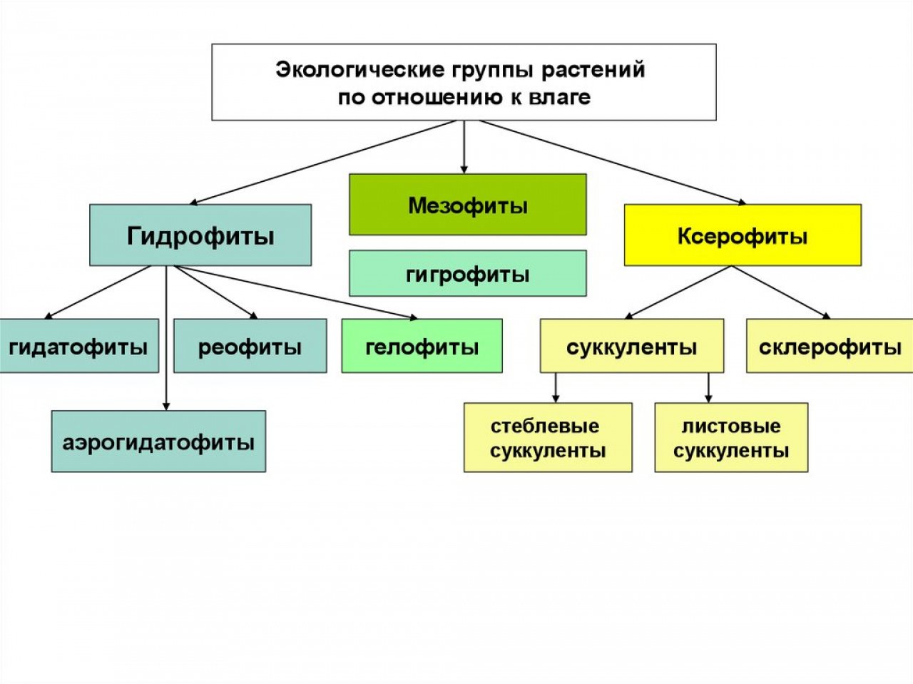 Классификация экологических групп растений