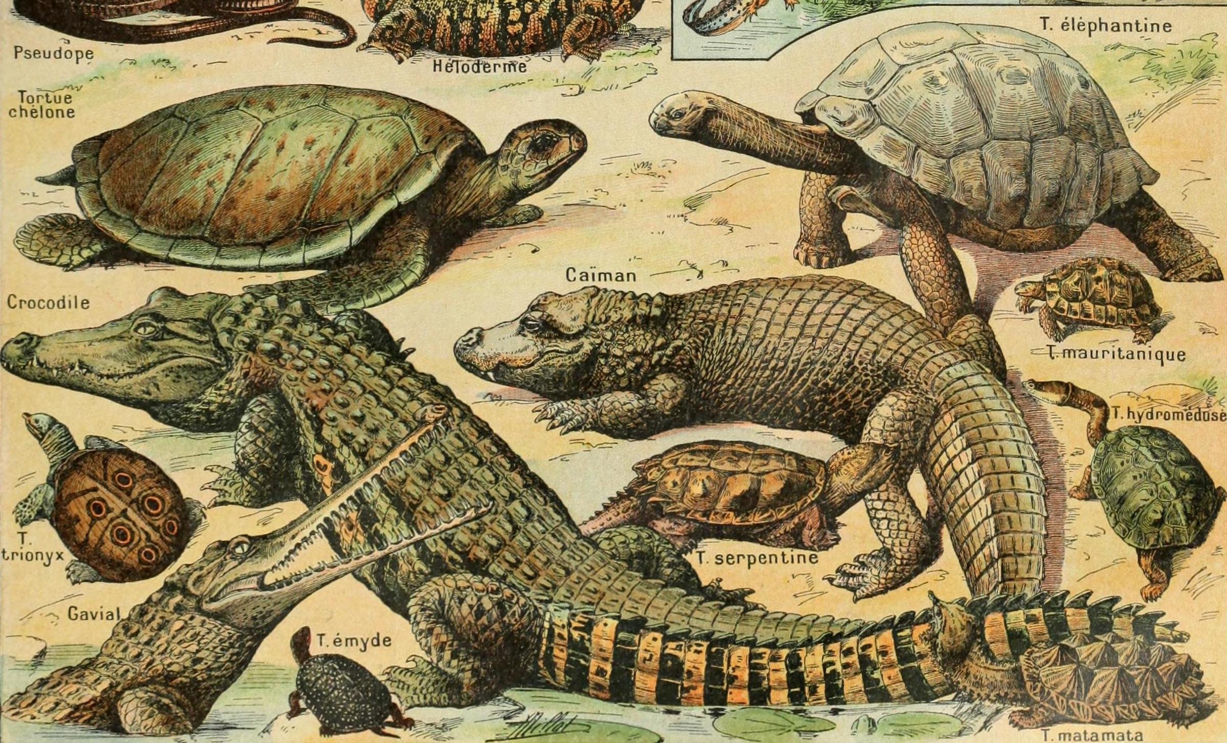 Предки современных рептилий. Возникновение пресмыкающихся. Происхождение рептилий. Древние рептилии. Разнообразие древних пресмыкающихся.