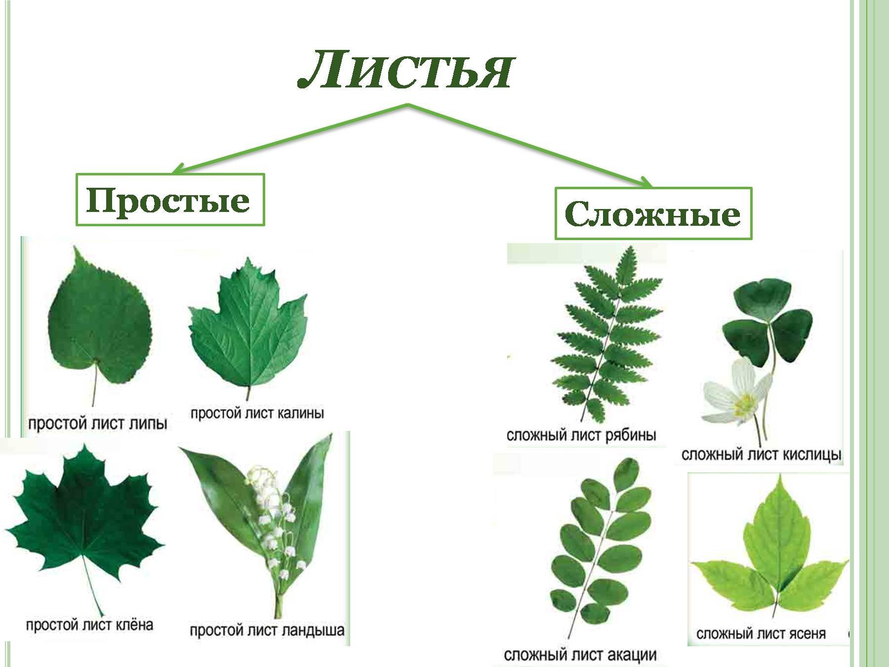 Чем отличается лист от других растений. Лист внешнее строение листа. Тройчатосложный черешковый лист. Жилкование листа дуба. Лист липы простой или сложный.