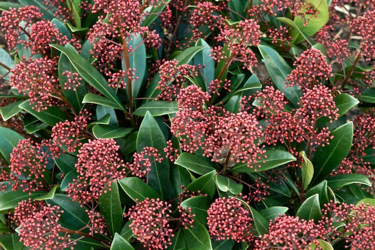 Скимия. Скиммия Рубелла. Skimmia japonica Rubella Скиммия. Crbvbz he,TKKF. Скимия Японика Рубелла.