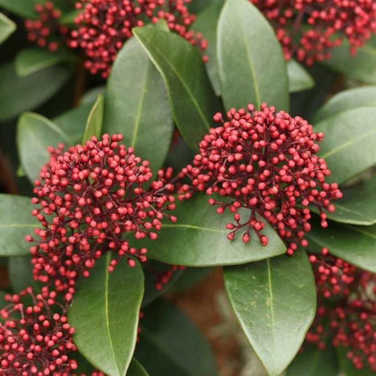 Скимия. Скиммия Рубелла. Skimmia japonica. Скиммия Рубелла ред. Скимия зелень.