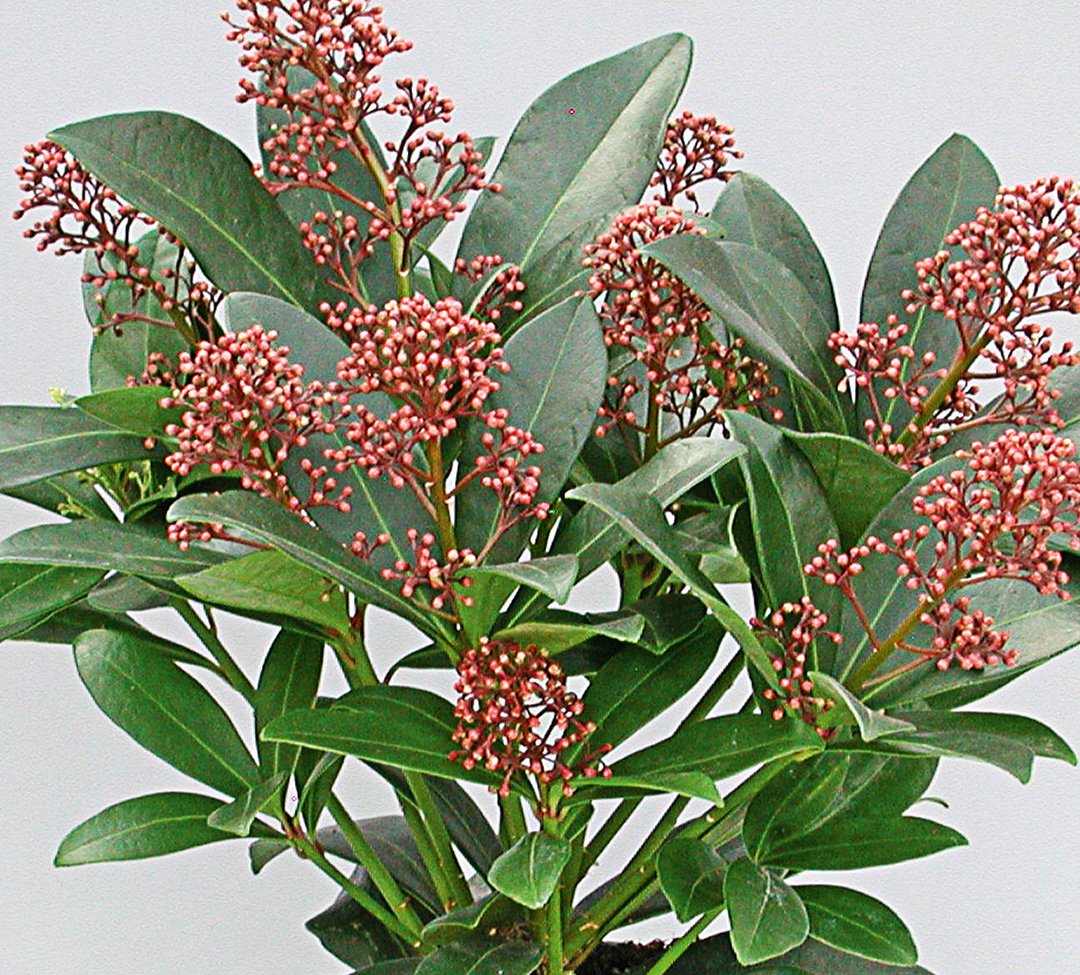 Скимия. Скиммия Рубелла. Skimmia japonica Rubella Скиммия. Скиммия - Skimmia d14 h25. Скиммия Рубелла ред.