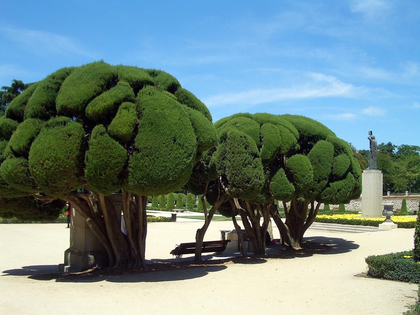 3 уникальных растения. Драцена Сокотра. Интересные деревья. Странные деревья.