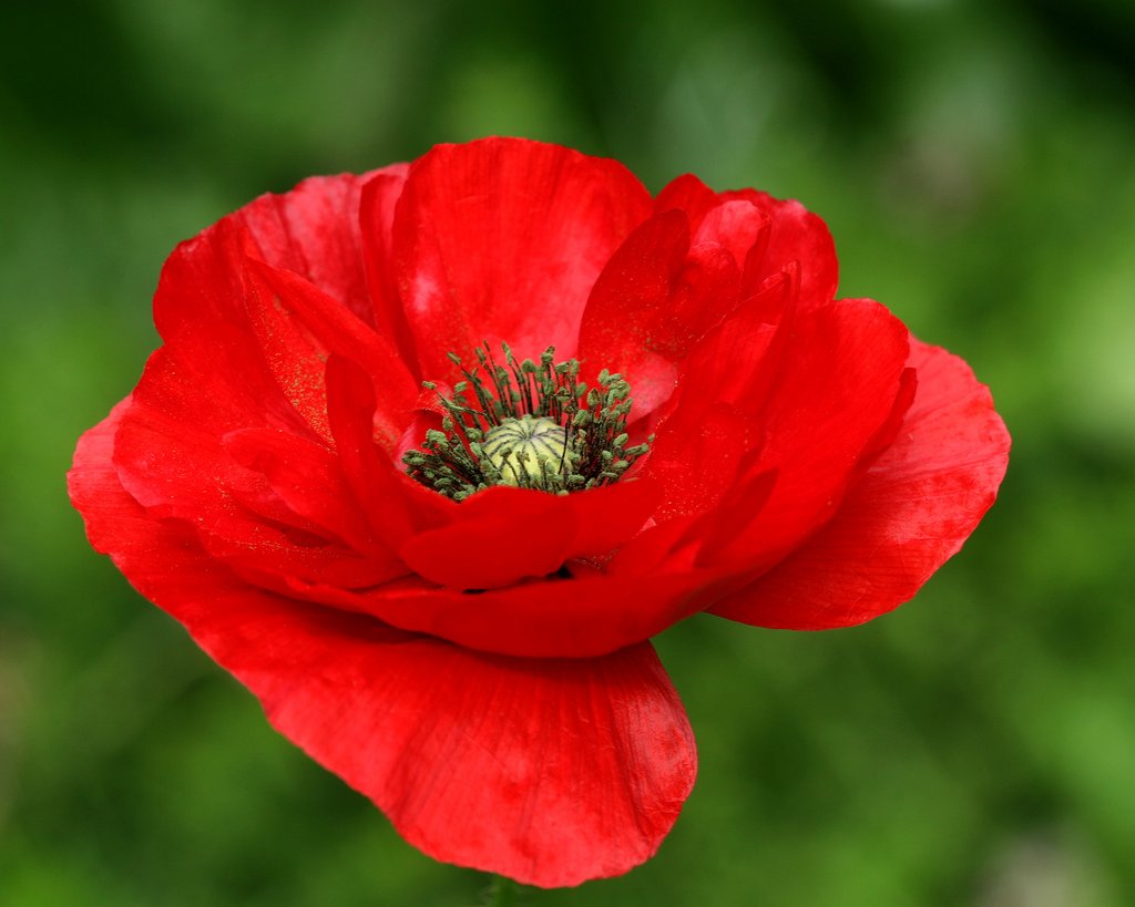 Хато мак. Мак Papaver. Мак снотворный красный. Poppy (Мак). Мак-самосейка; Мак павлиний; Мак голостебельный;.