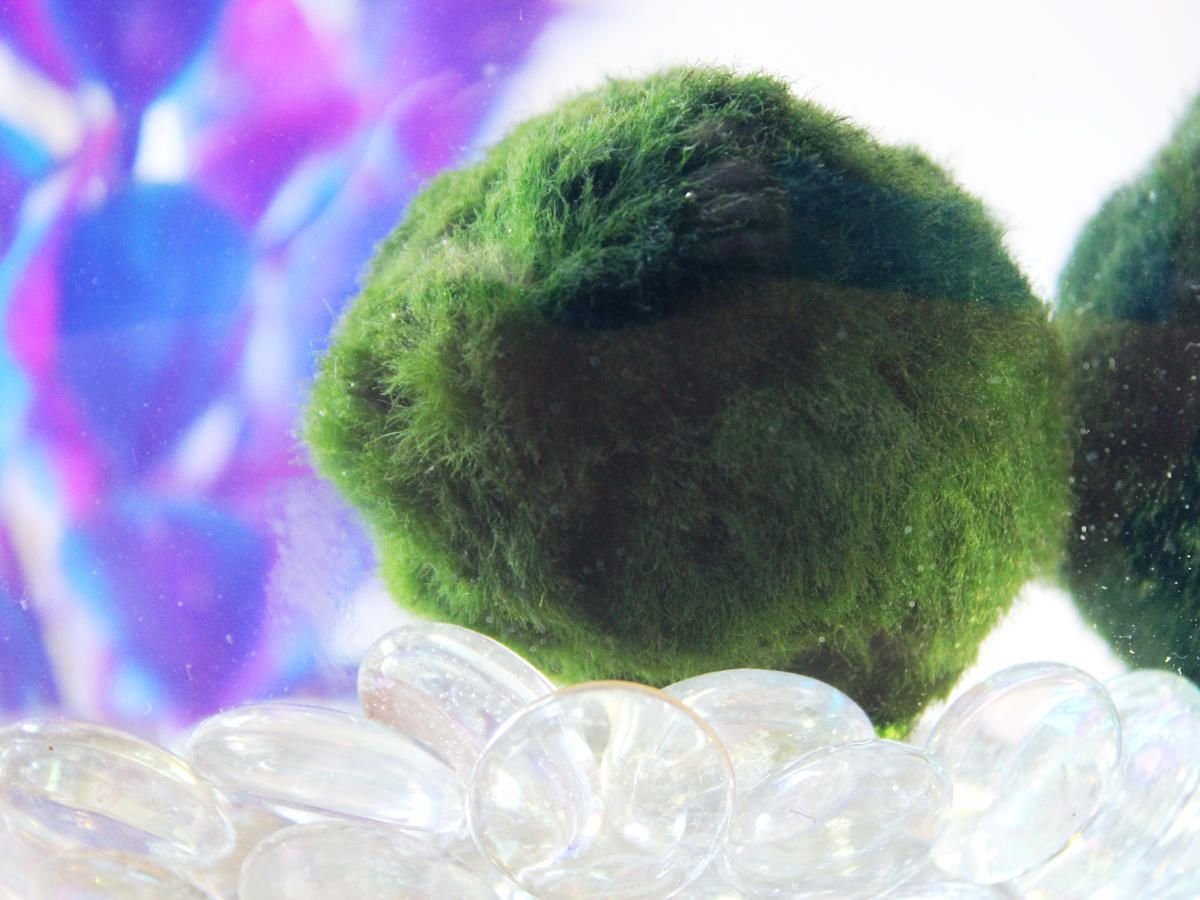 Маленькие водоросли. Маримо водоросль. Мох Маримо. Маримо в аквариуме. Пушистые водоросли.