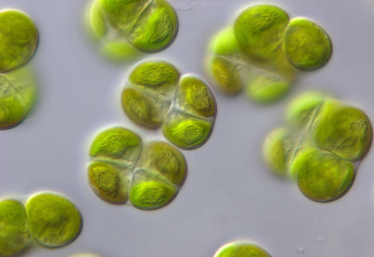 Маленькие водоросли. Самая маленькая водоросль в мире. Мелкие водоросли. Наземные водоросли. Algae all.