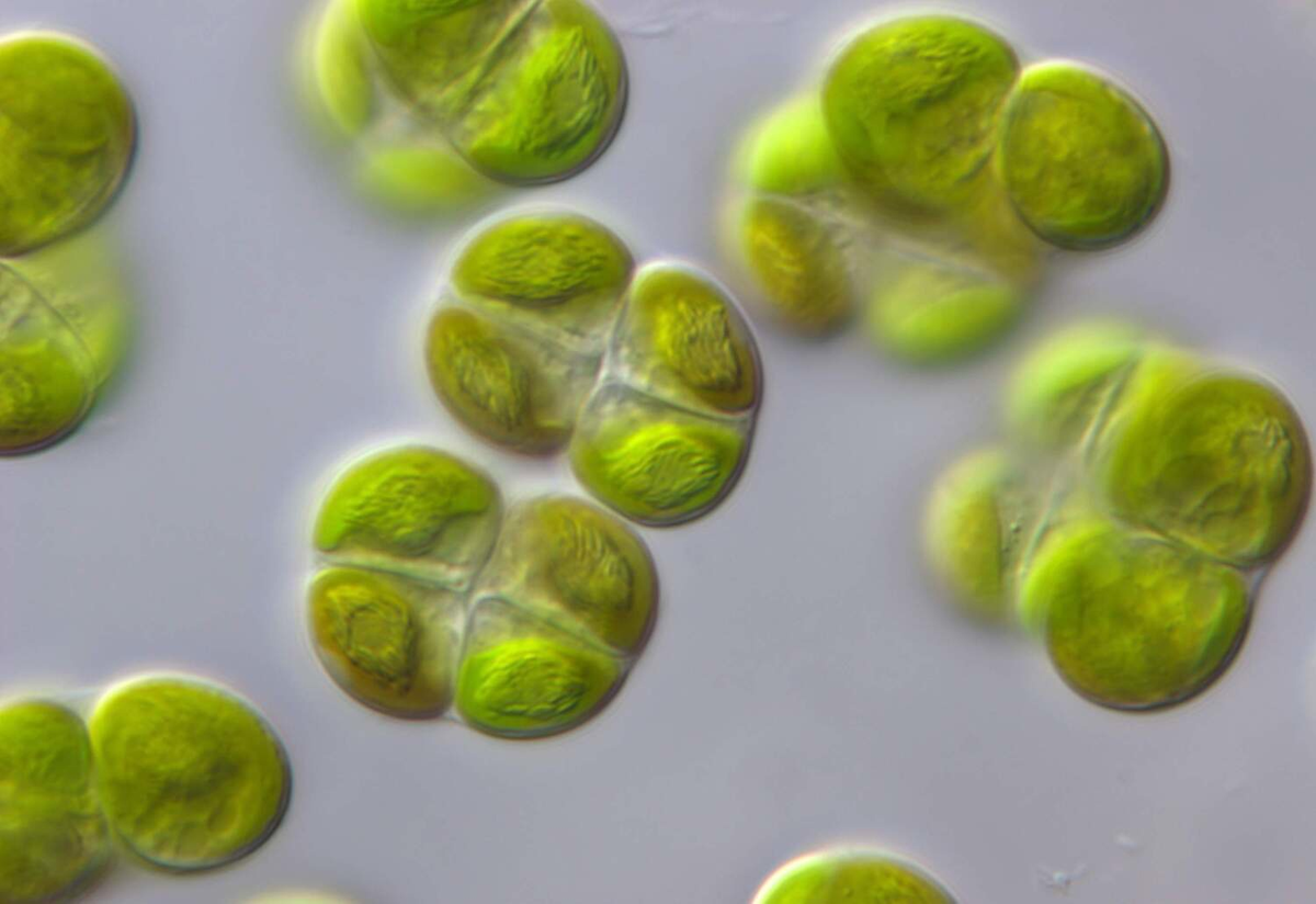 Самая маленькая водоросль в мире. Мелкие водоросли. Наземные водоросли. Algae all.