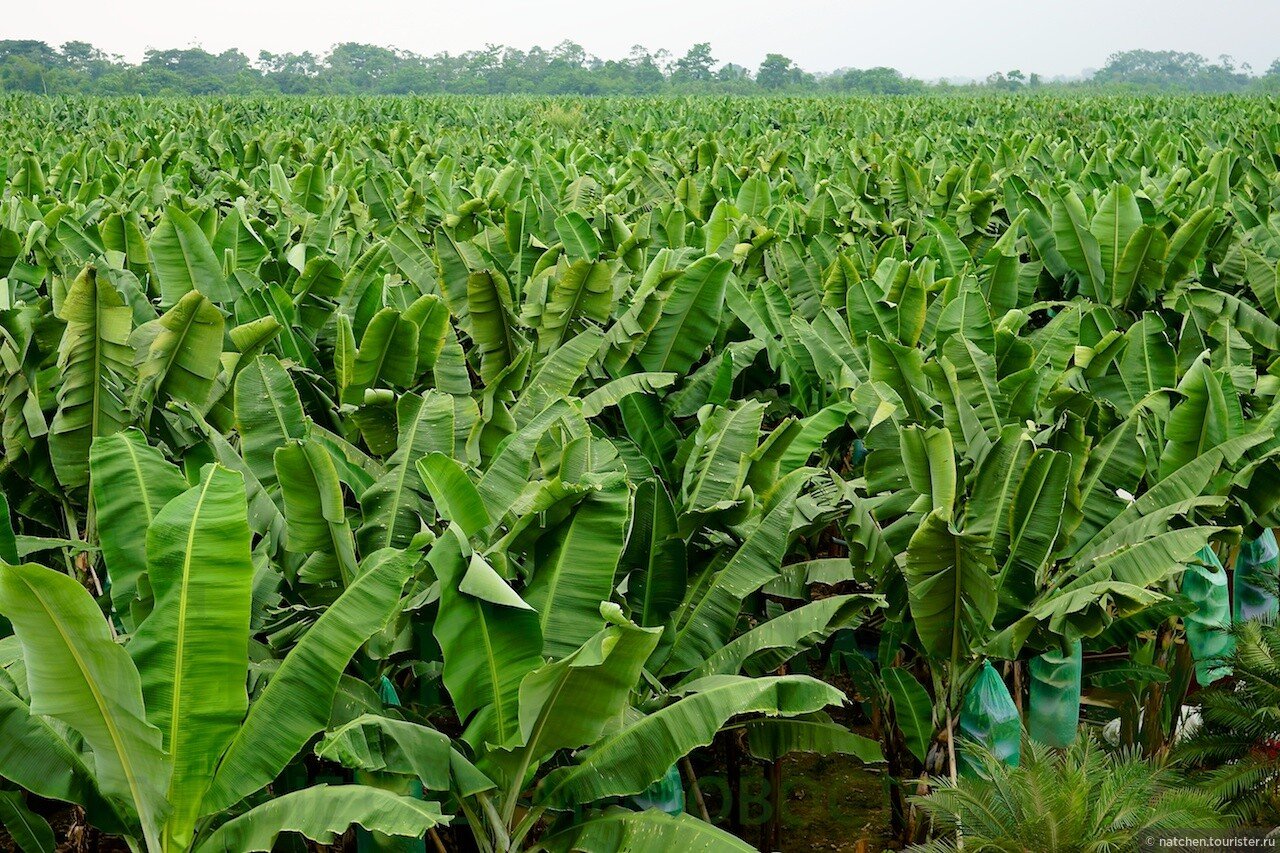 Страны выращивающие бананы. Банановые плантации в Эквадоре. Южная Суматра банановые плантации. Плантации бананов в Эквадоре. Плантации бананов Южной Америки.