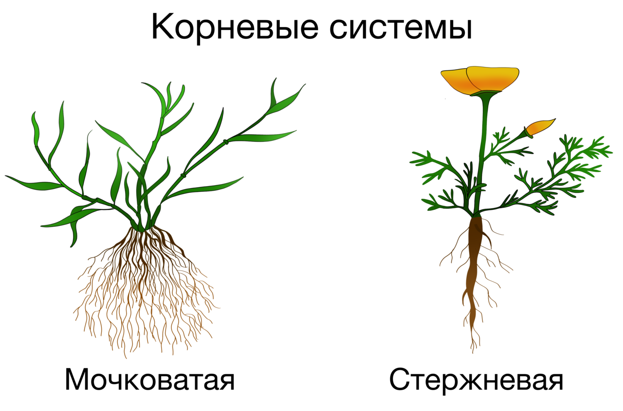 Виды строения растений. Однодольные растения стержневая корневая. Двудольные растения стержневая корневая. Корень однодольного растения. Корневая система двудольных растений.