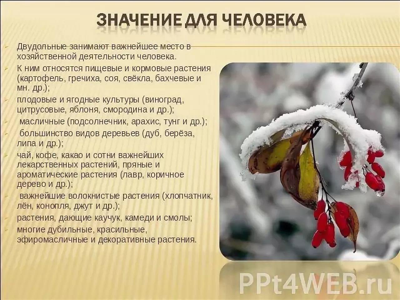 Значение семян в природе. Двудольные растения в хозяйственной деятельности. Семена в хозяйственной деятельности человека. Двудольные растения в хозяйственной деятельности человека. Двудольные растения в хоз. Деятельности человека.