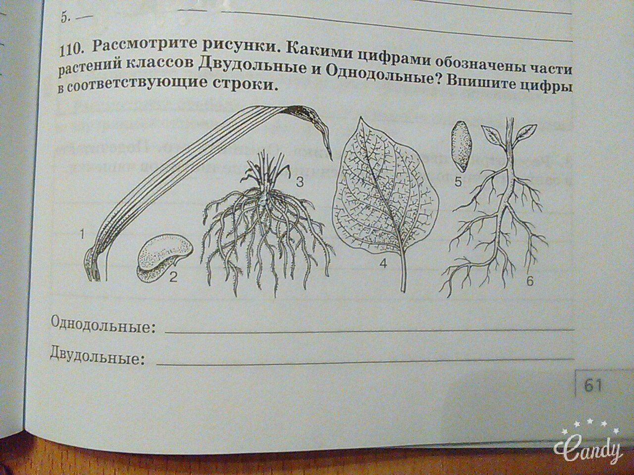 Классы растений 9 класс. Однодольные это в биологии. Карточки по однодольным и двудольным по биологии. Лабораторная работа семейства двудольных. Лабораторная работа по биологии «семейства двудольных растений».