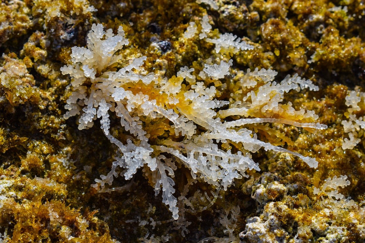 Белые морские водоросли