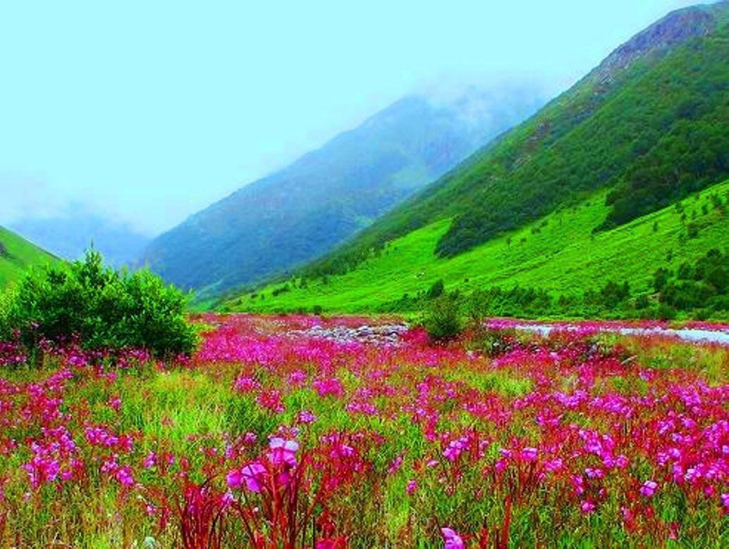 Красота Растений Дагестана