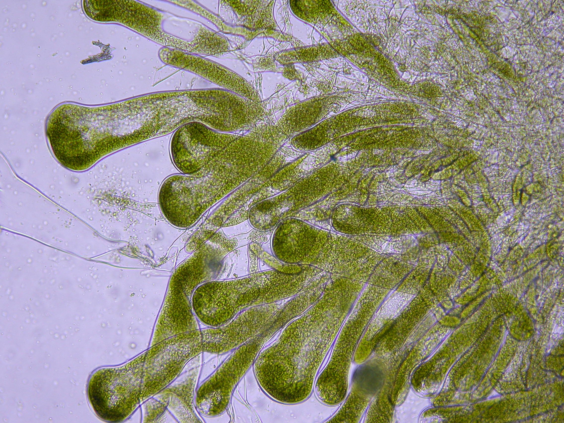Разрежьте водоросли геншин. Codium yezoense. Codium водоросль под микроскопом. Диатомовые водоросли цветение воды. Кодиум водоросль.