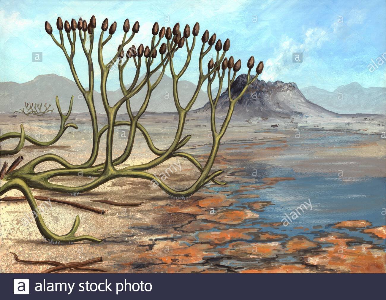 Риниофиты первые растения освоившие