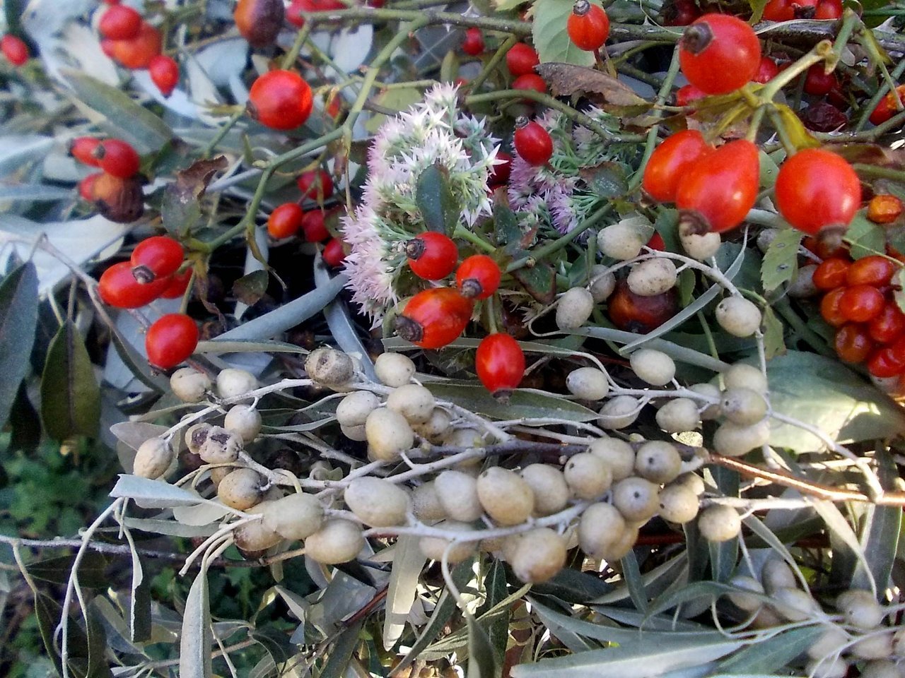 Серебряные кусты дикой маслины окруженные. Лох (Дикая маслина, пшат, Джида). Калина лох. Лох колючий ягоды. Лох растение.