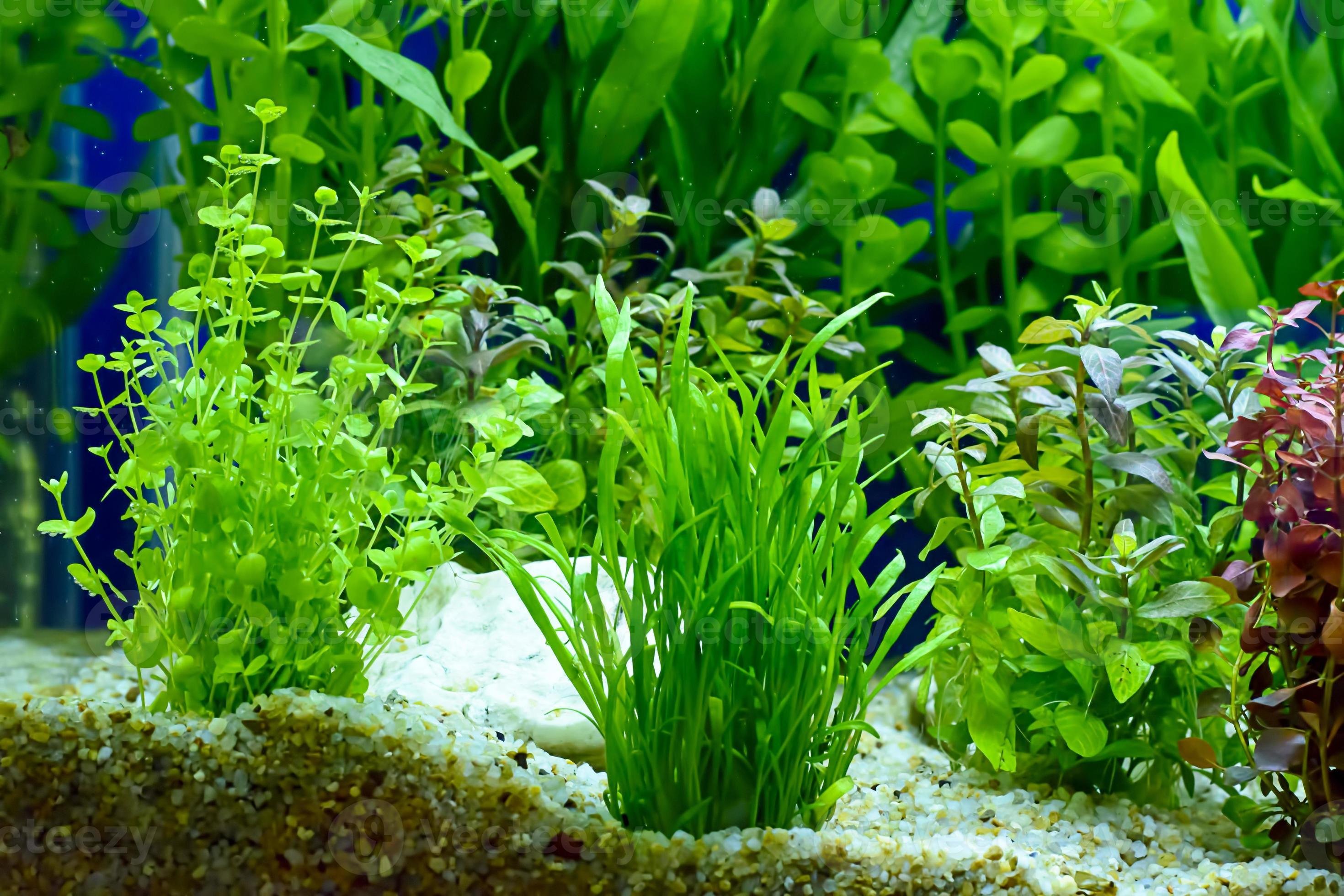 Plant aqua. Растения для аквариума Aquatic Plants. Валлиснерия азиатская. Тонина белем аквариумное растение. Криптокорина.