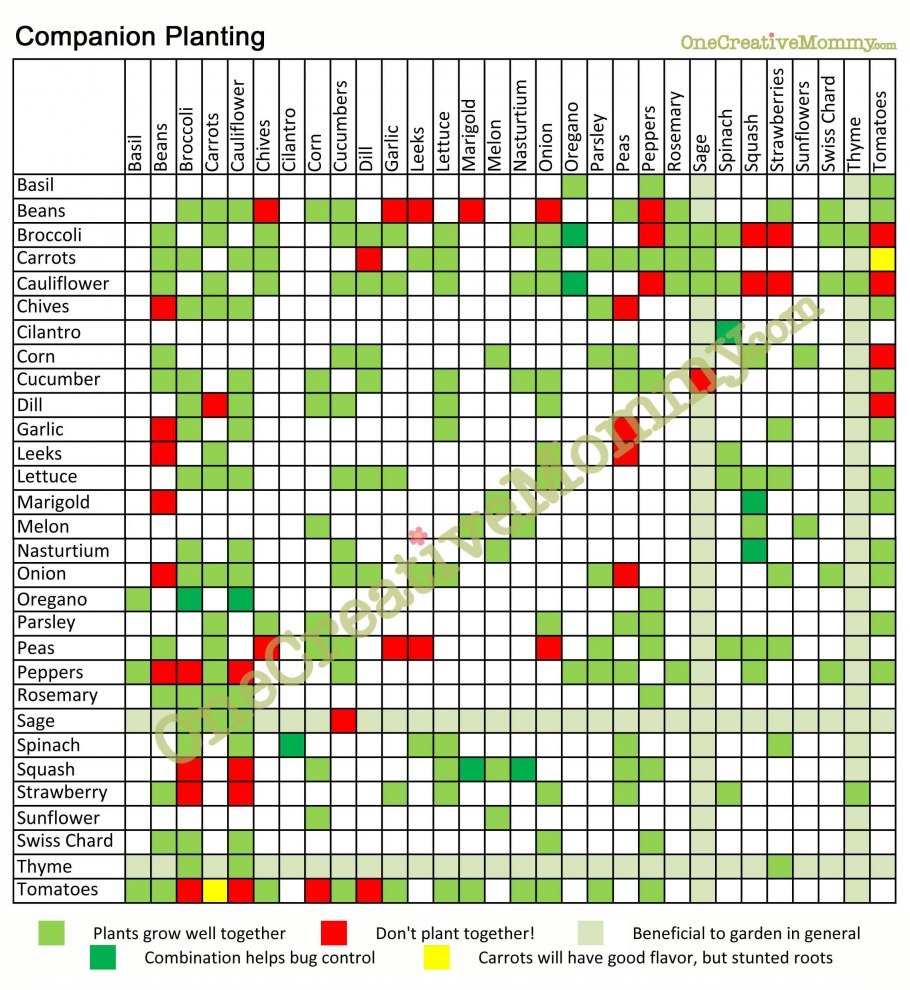 Совместимость брокколи. Совместимость на грядке овощных культур. Совместимость посадок овощей на грядках таблица. Соседство овощей на грядках в огороде. Соседство растений на грядках таблица совместимости.
